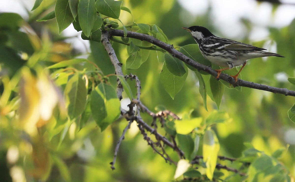 Blackpoll Warbler - ML620005161