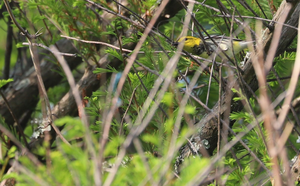 Black-throated Green Warbler - ML620005175