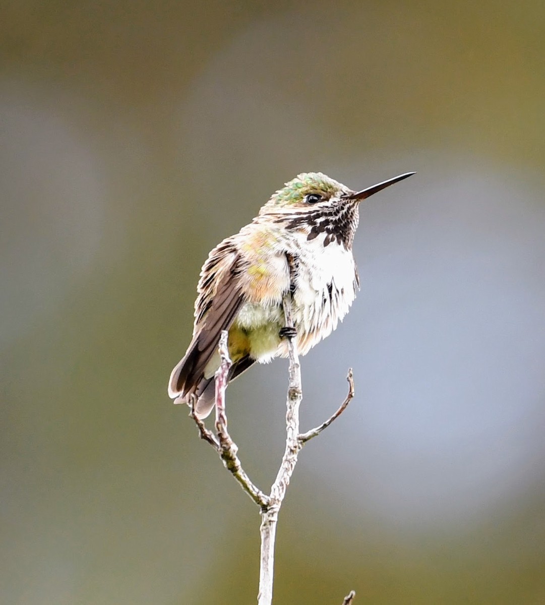 Calliope Hummingbird - ML620005176