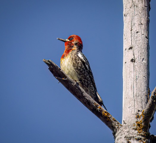 Red-breasted Sapsucker - ML620005180