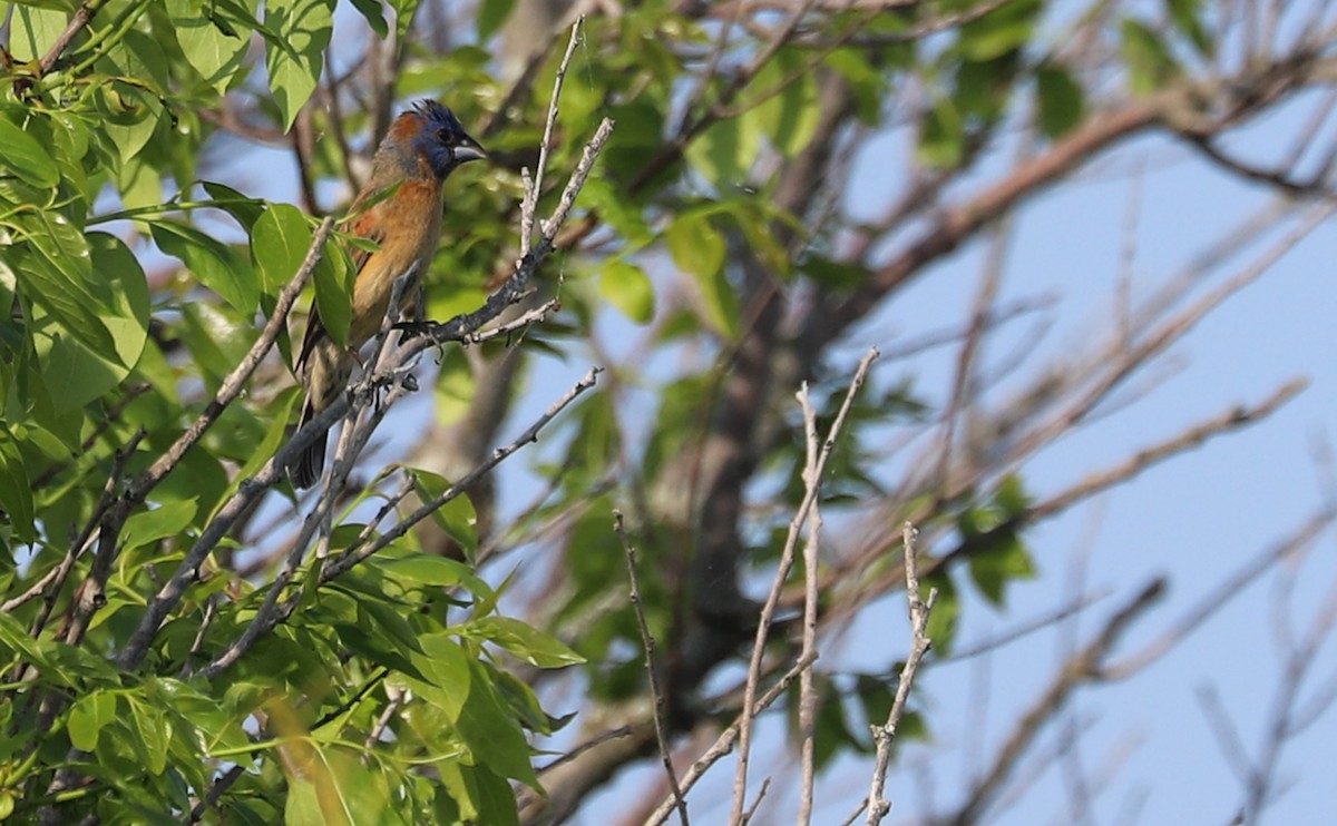 Blue Grosbeak - ML620005188