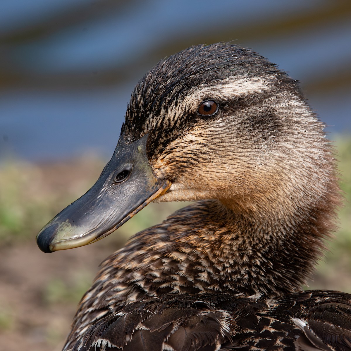 Mallard - ML620005189