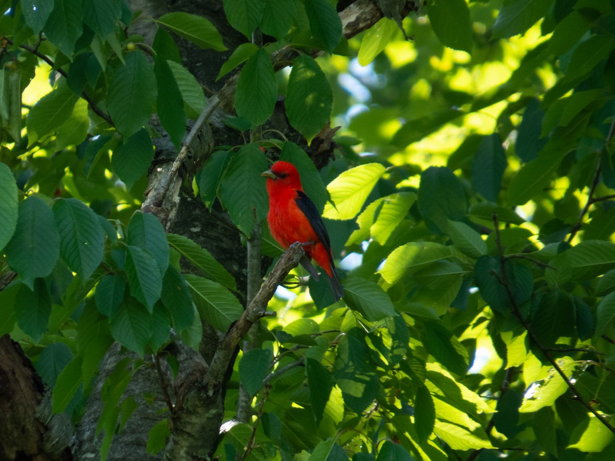 Scarlet Tanager - ML620005194