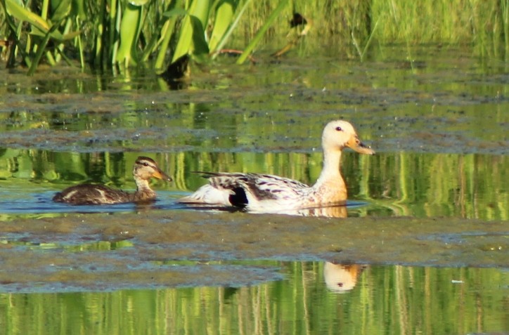 duck sp. - ML620005196