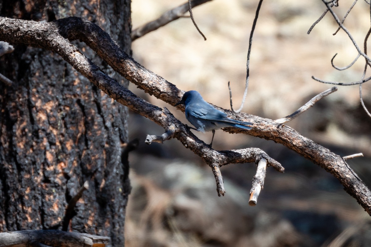 Pinyon Jay - ML620005202