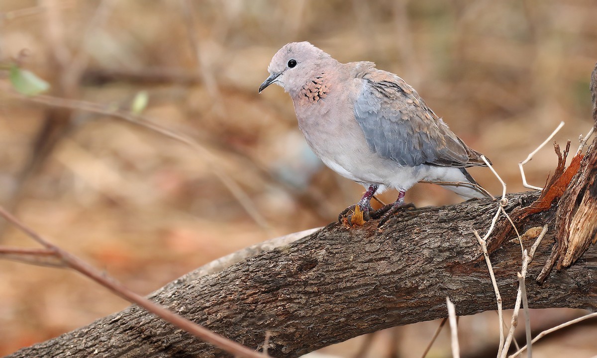 Tórtola Senegalesa - ML620005209