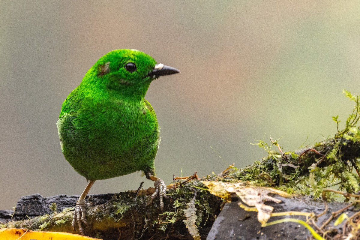 Glistening-green Tanager - ML620005239