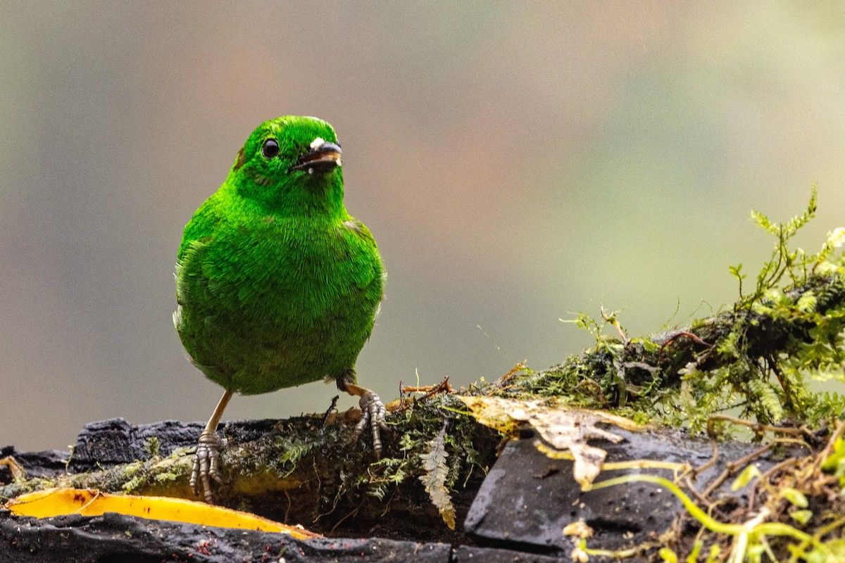 Glistening-green Tanager - ML620005240