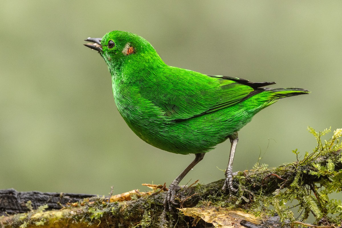 Glistening-green Tanager - ML620005241