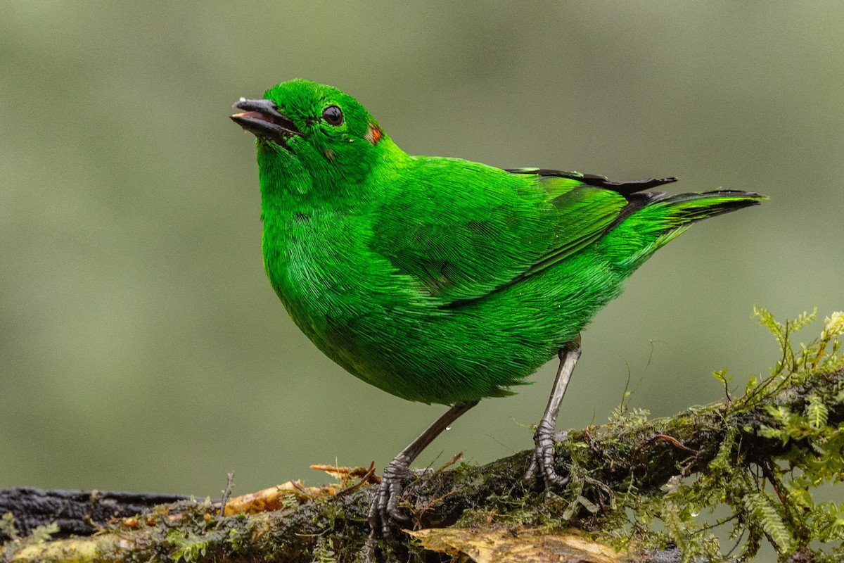 Glistening-green Tanager - ML620005242