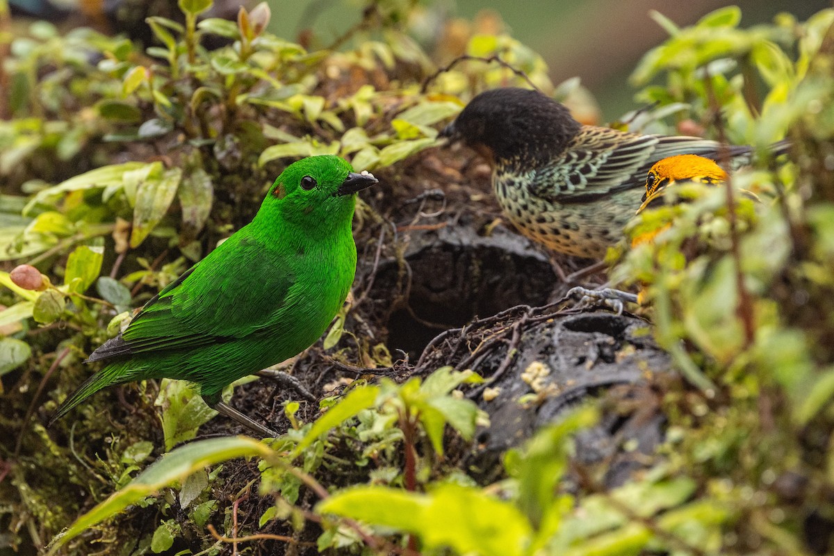 Glistening-green Tanager - ML620005244