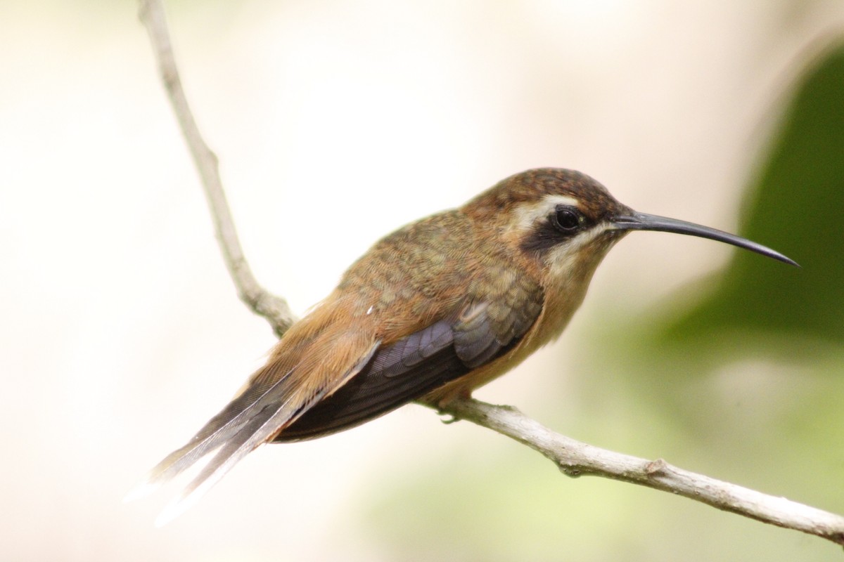 kolibřík proužkohrdlý - ML620005265