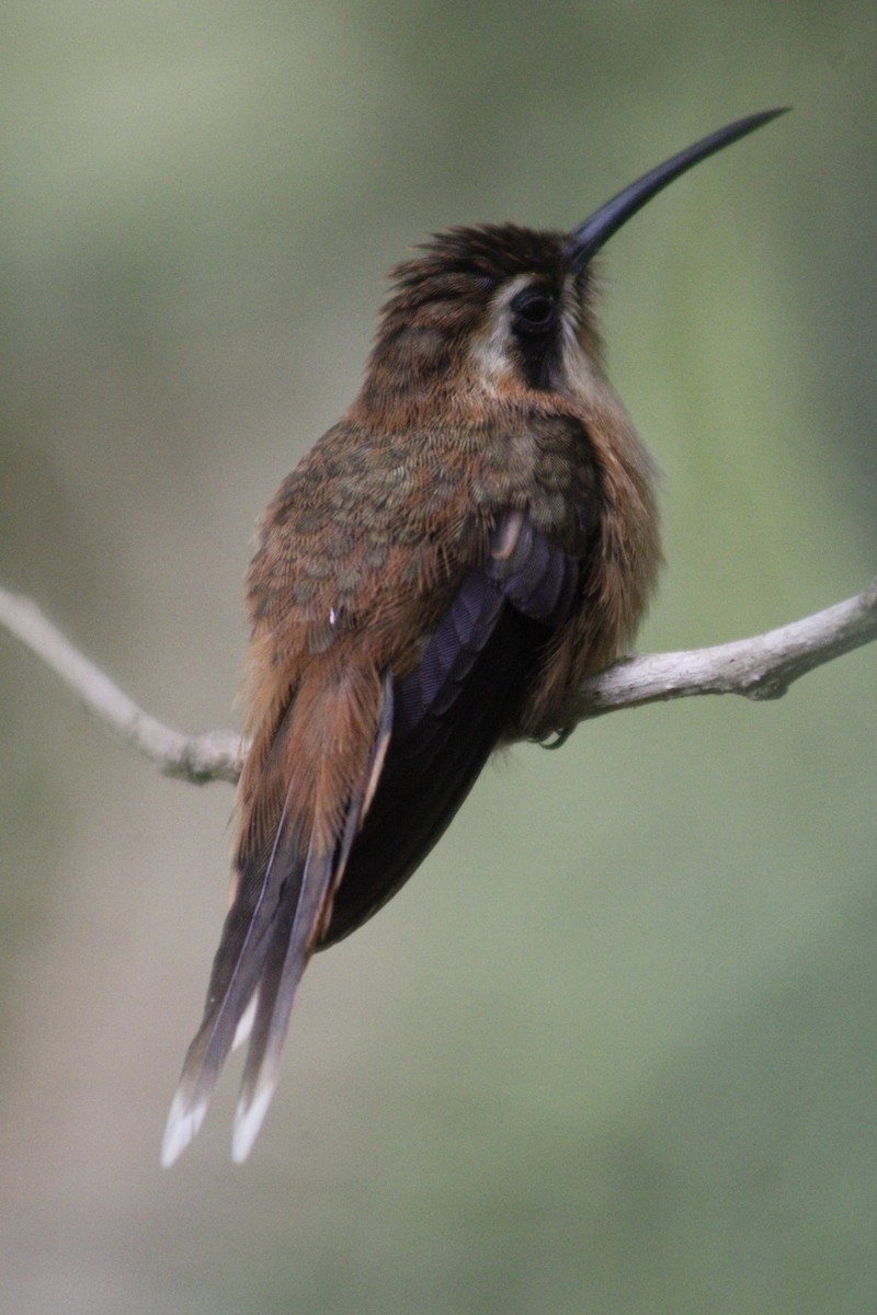kolibřík proužkohrdlý - ML620005266
