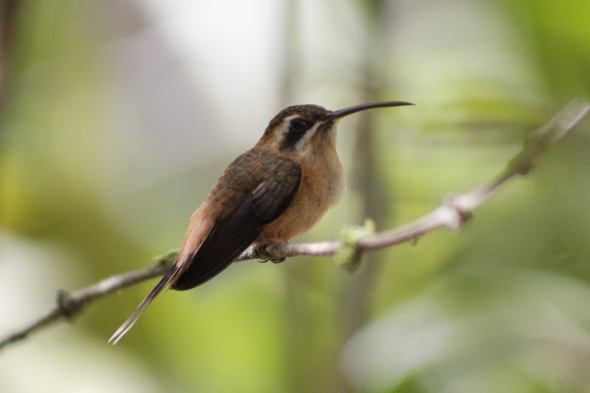 Stripe-throated Hermit - ML620005267