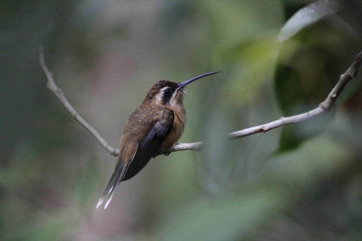 Stripe-throated Hermit - ML620005269