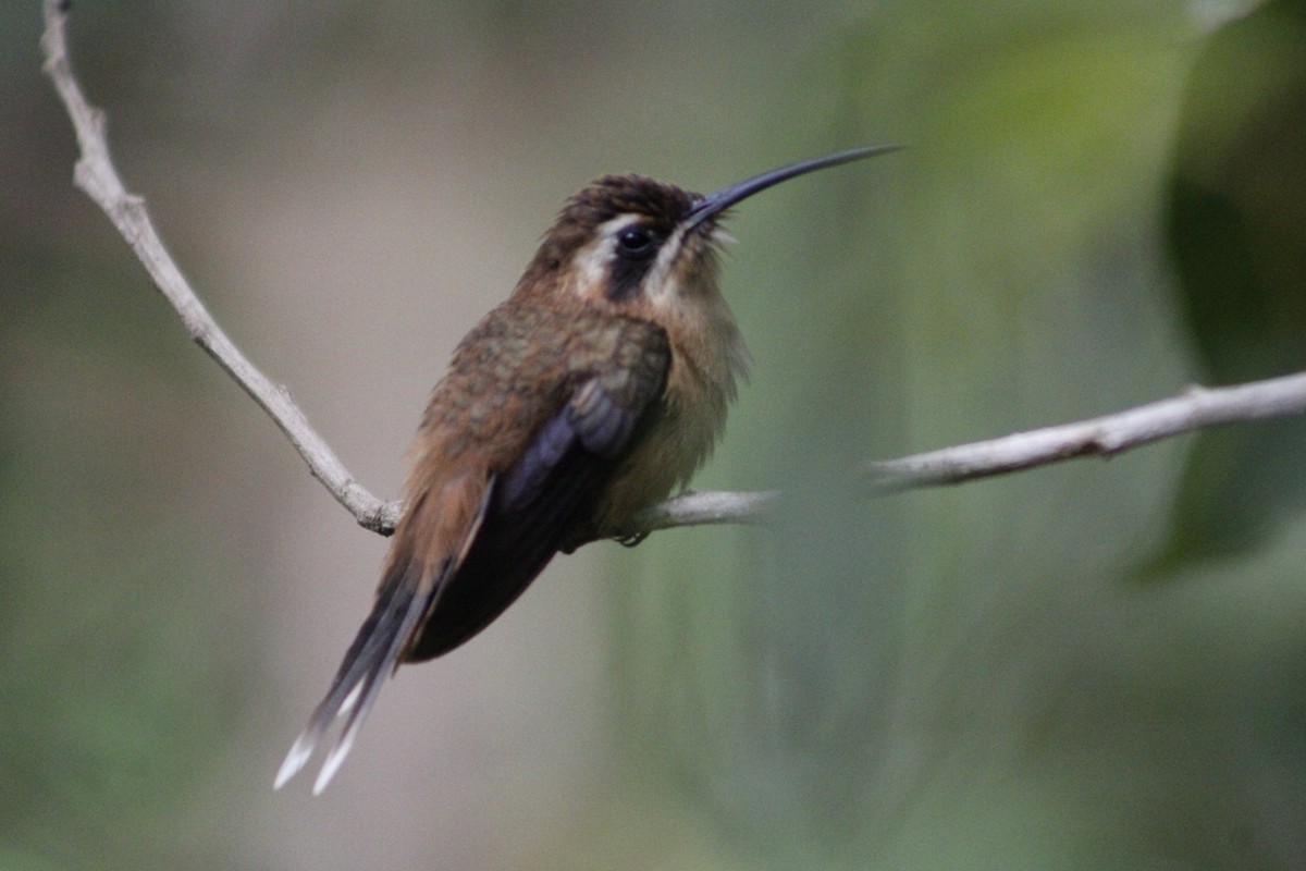 Çizgili Boğazlı Hermit - ML620005271