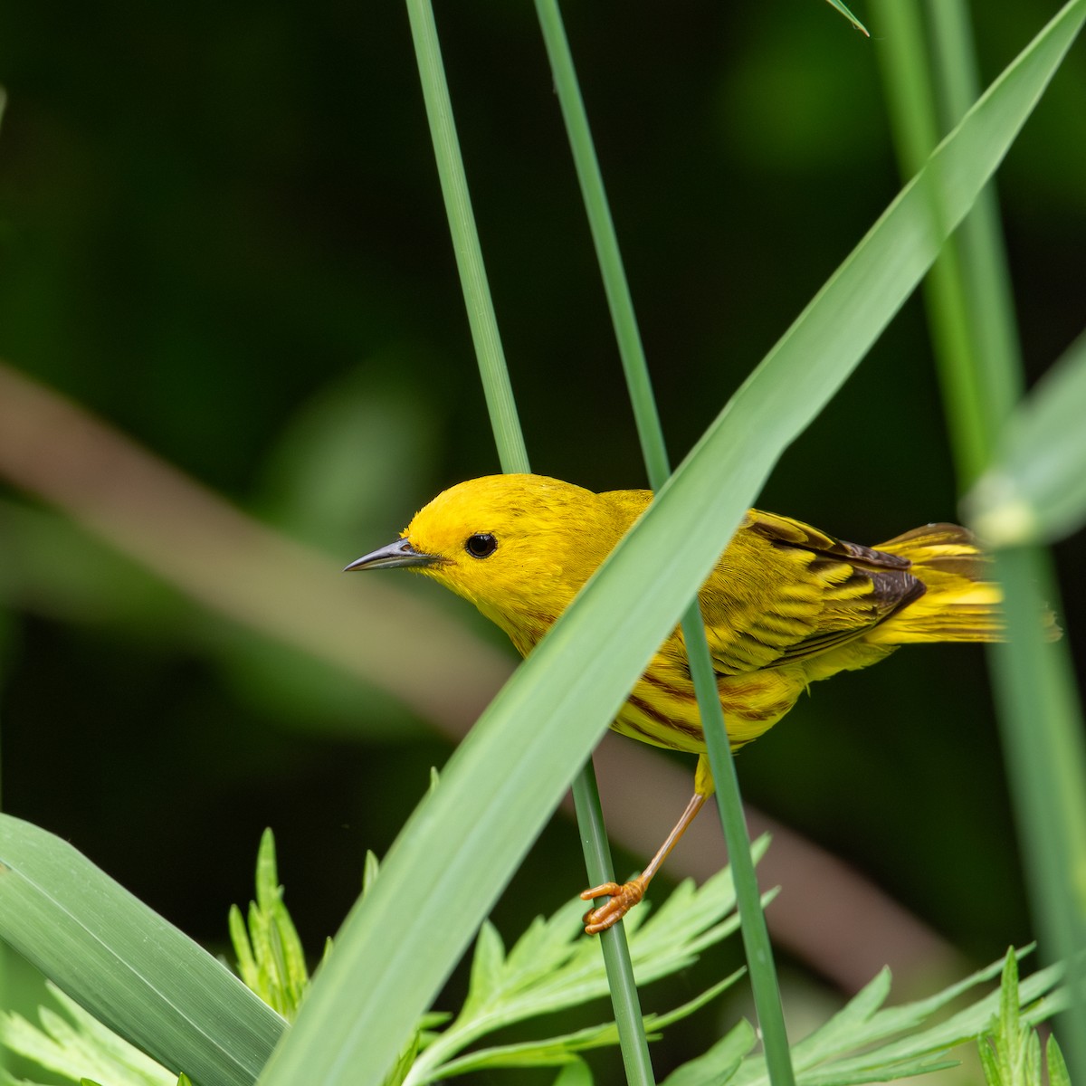 Paruline jaune - ML620005275