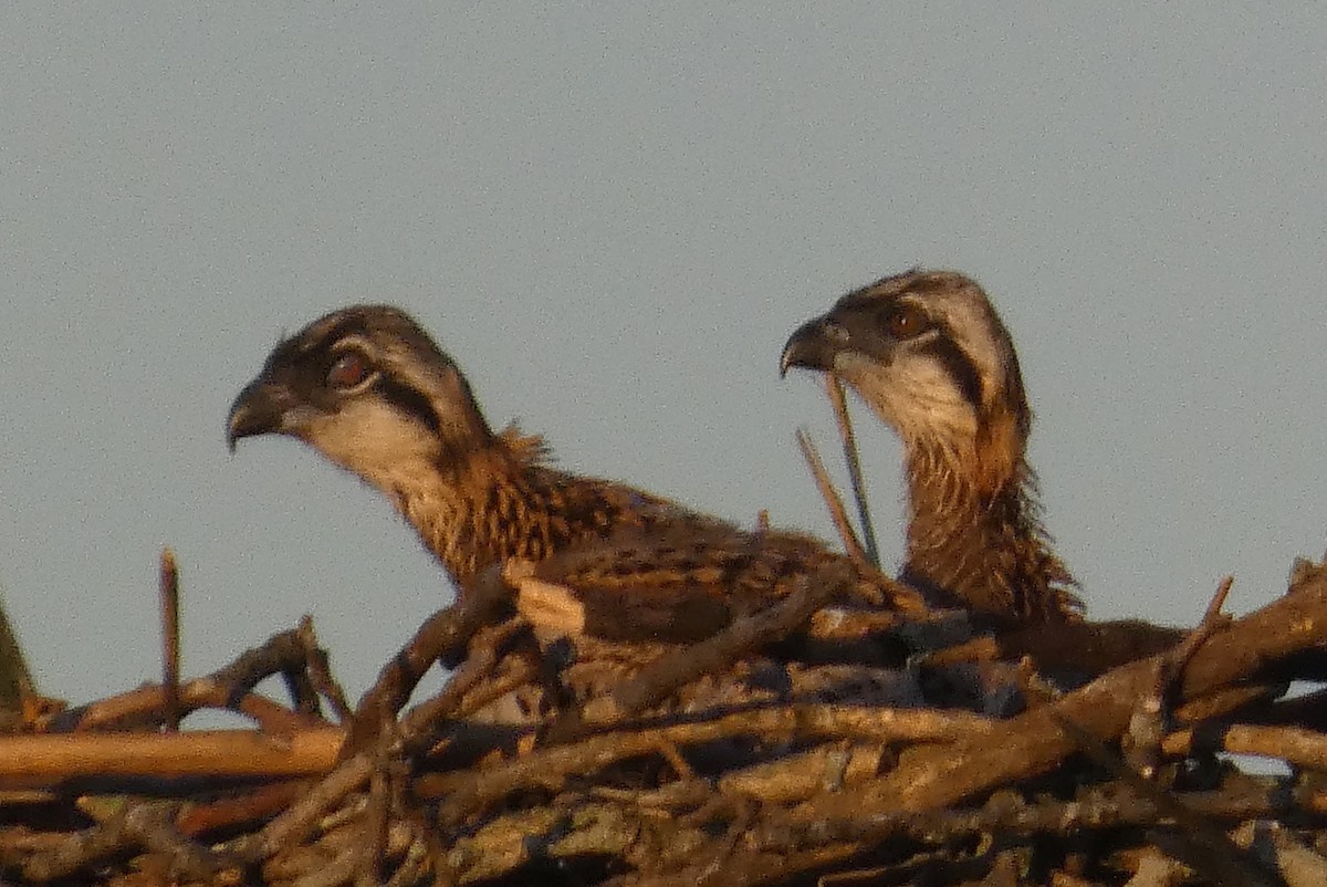 Osprey - Anonymous