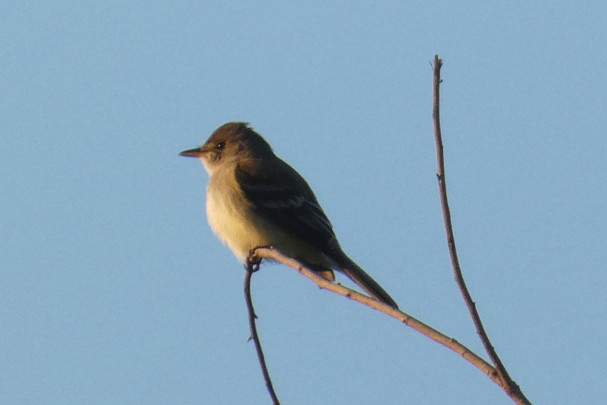 Willow Flycatcher - Anonymous