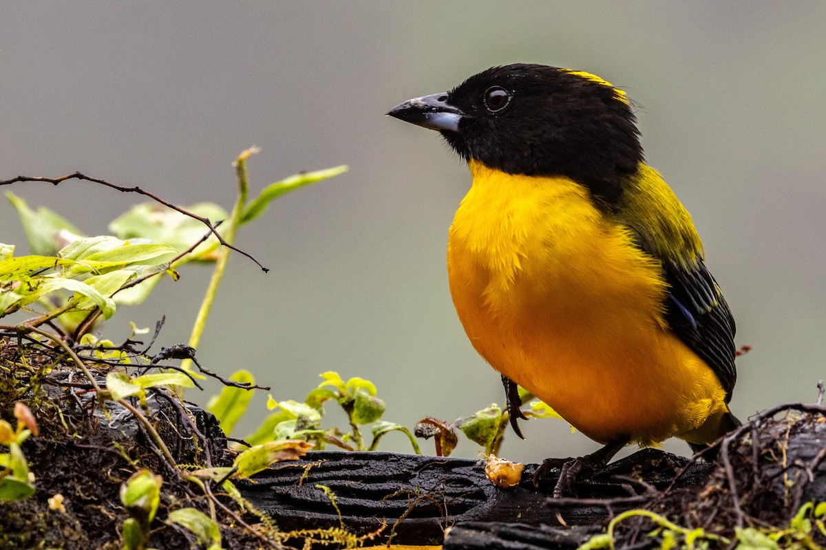 Black-chinned Mountain Tanager - ML620005289