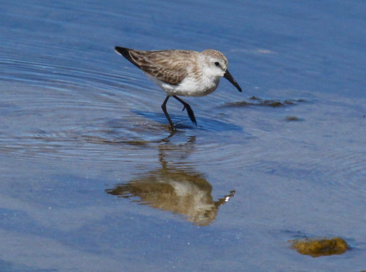 Bécasseau sanderling - ML620005290