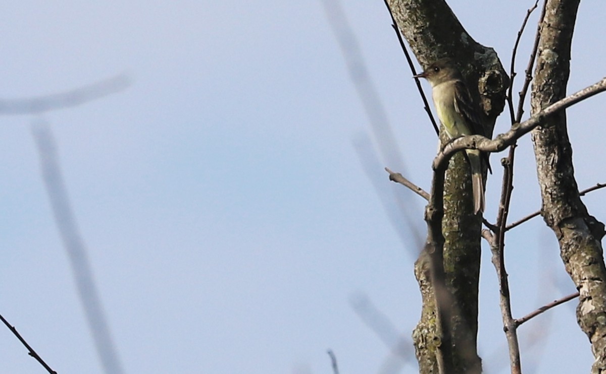 Eastern Wood-Pewee - ML620005292