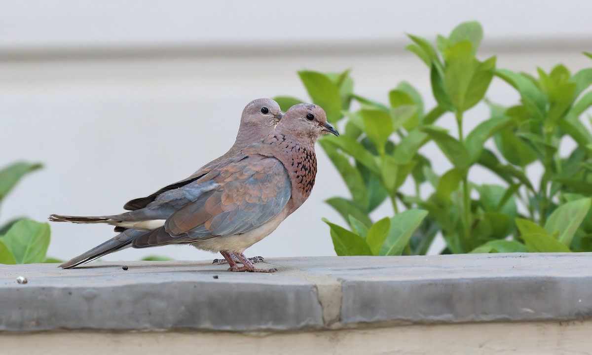 Laughing Dove - ML620005293