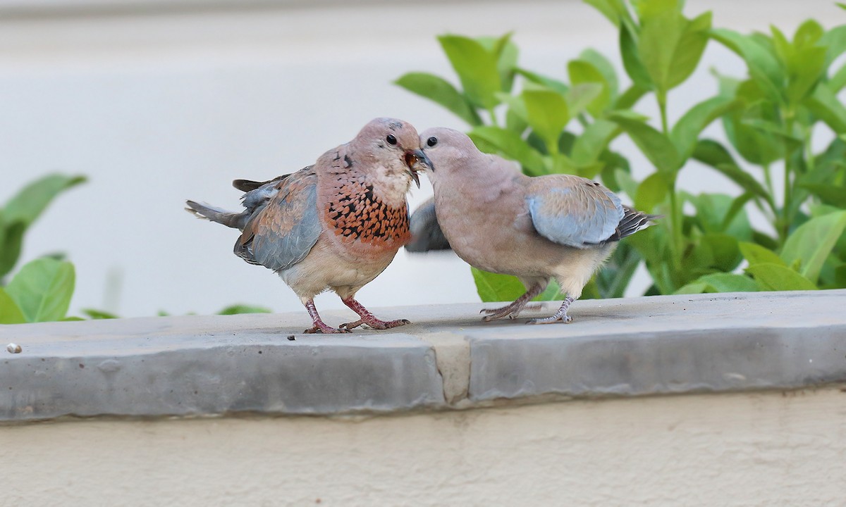 Laughing Dove - ML620005294