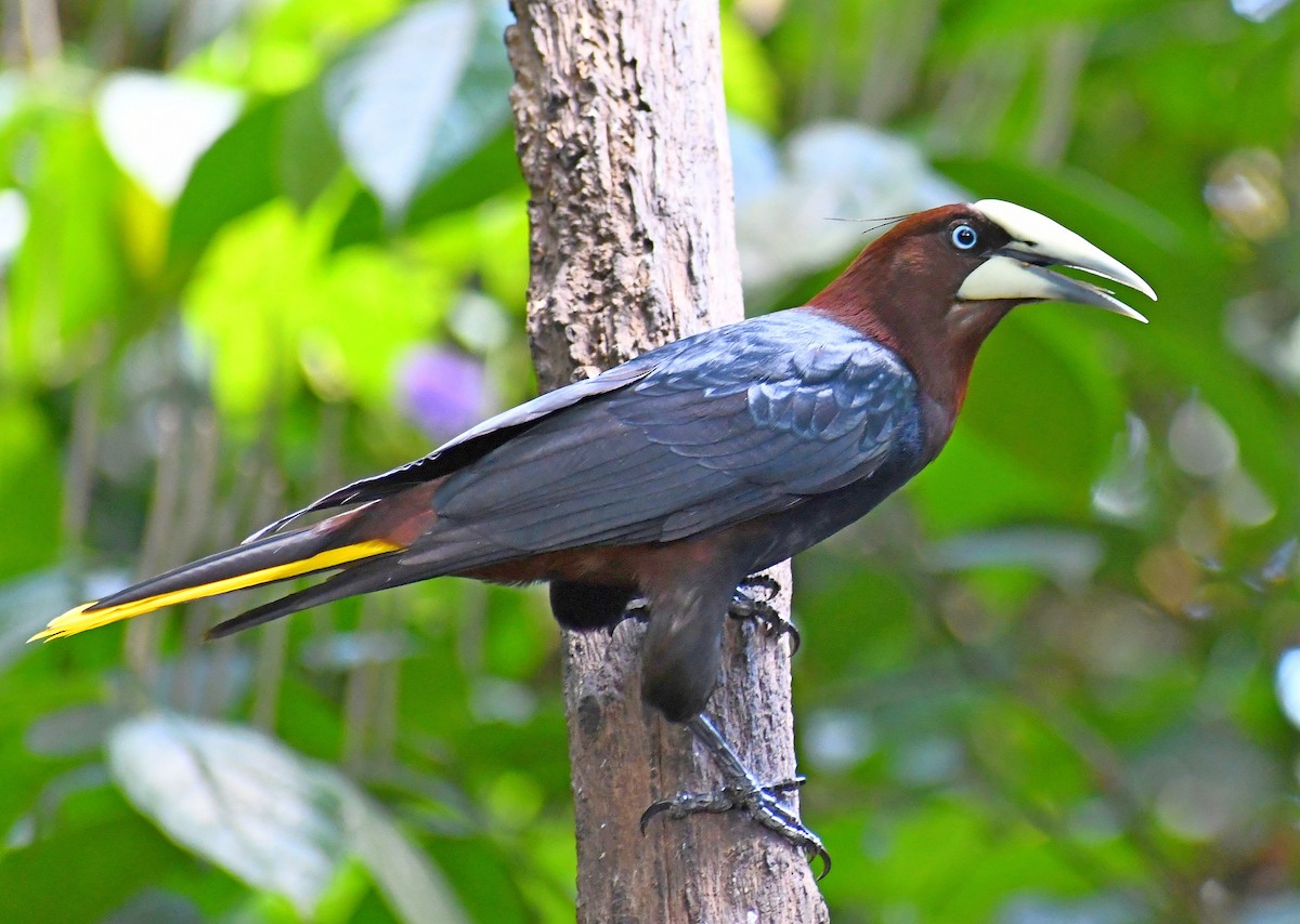 Chestnut-headed Oropendola - ML620005297