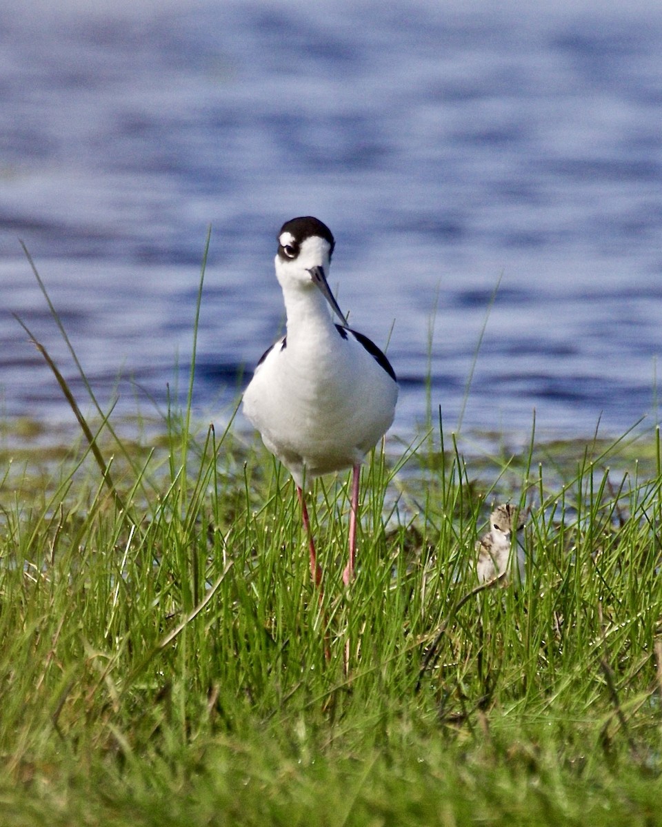 Black-necked Stilt - ML620005301