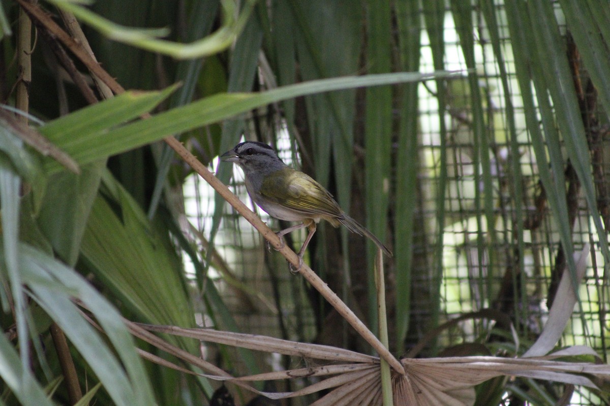 Green-backed Sparrow - ML620005310