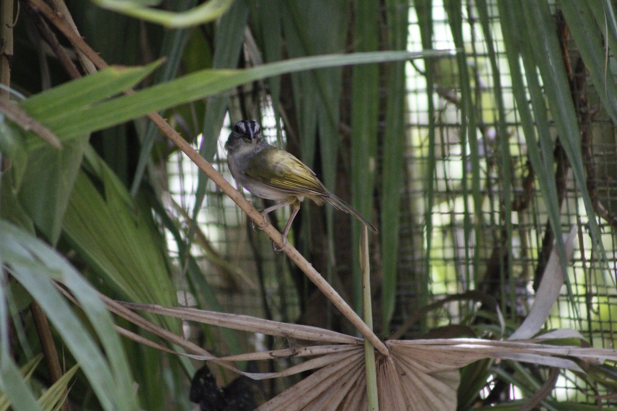 Green-backed Sparrow - ML620005311