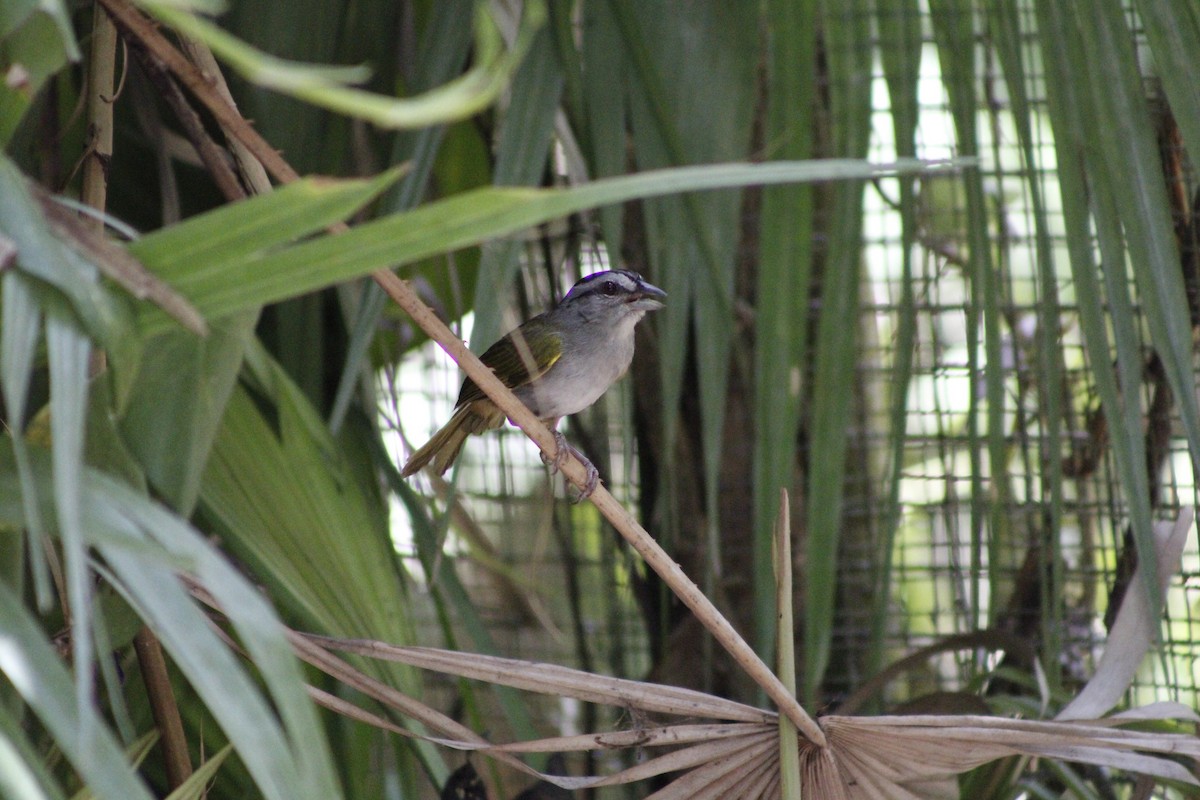 Green-backed Sparrow - ML620005312