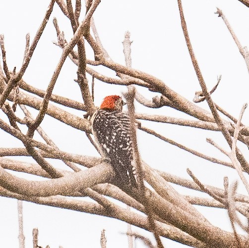 Red-crowned Woodpecker - ML620005320