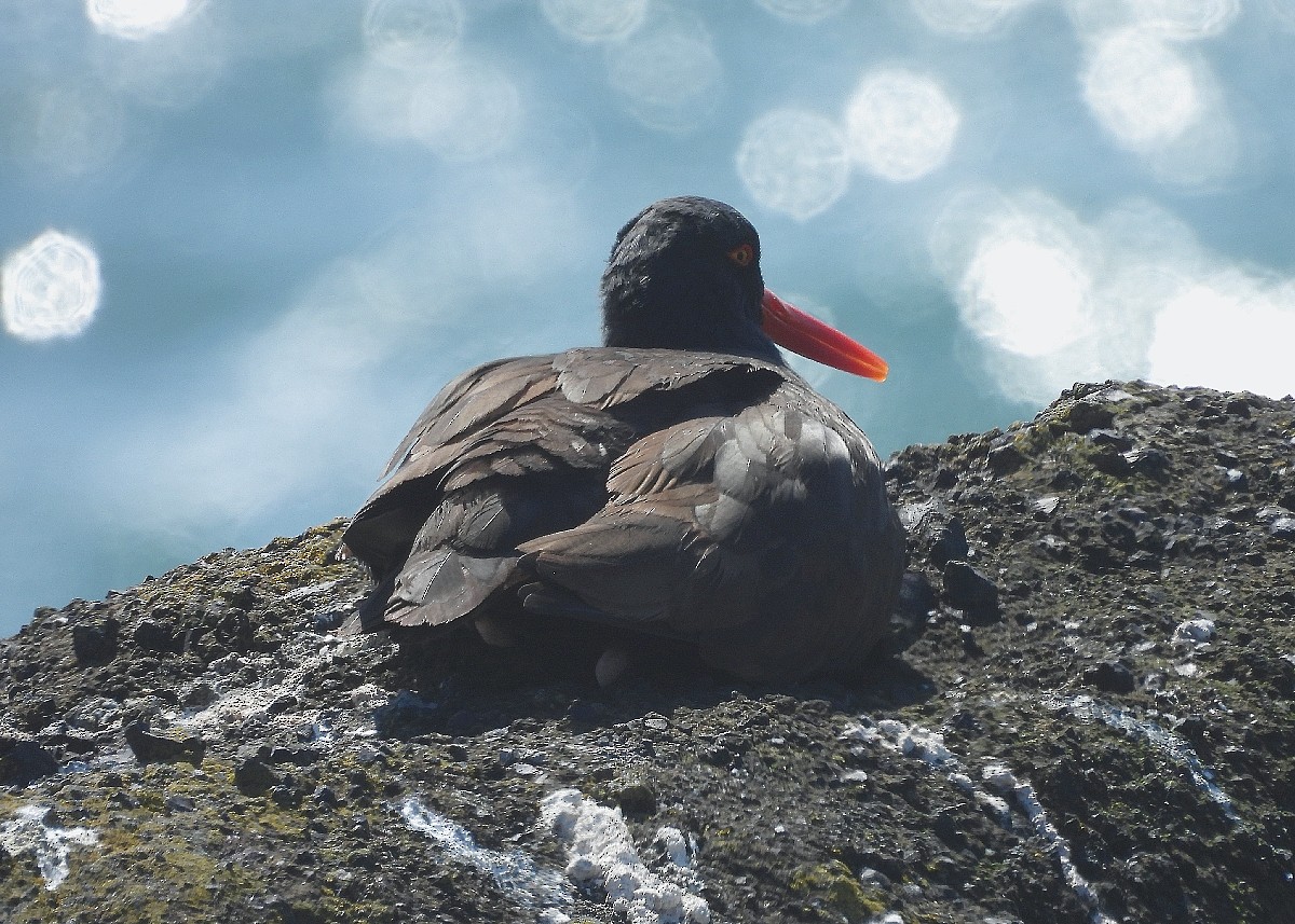 Black Oystercatcher - ML620005325