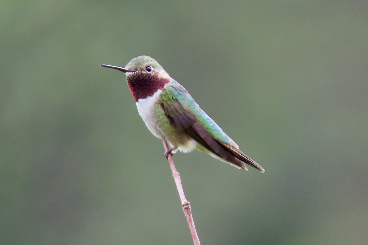 Broad-tailed Hummingbird - ML620005348