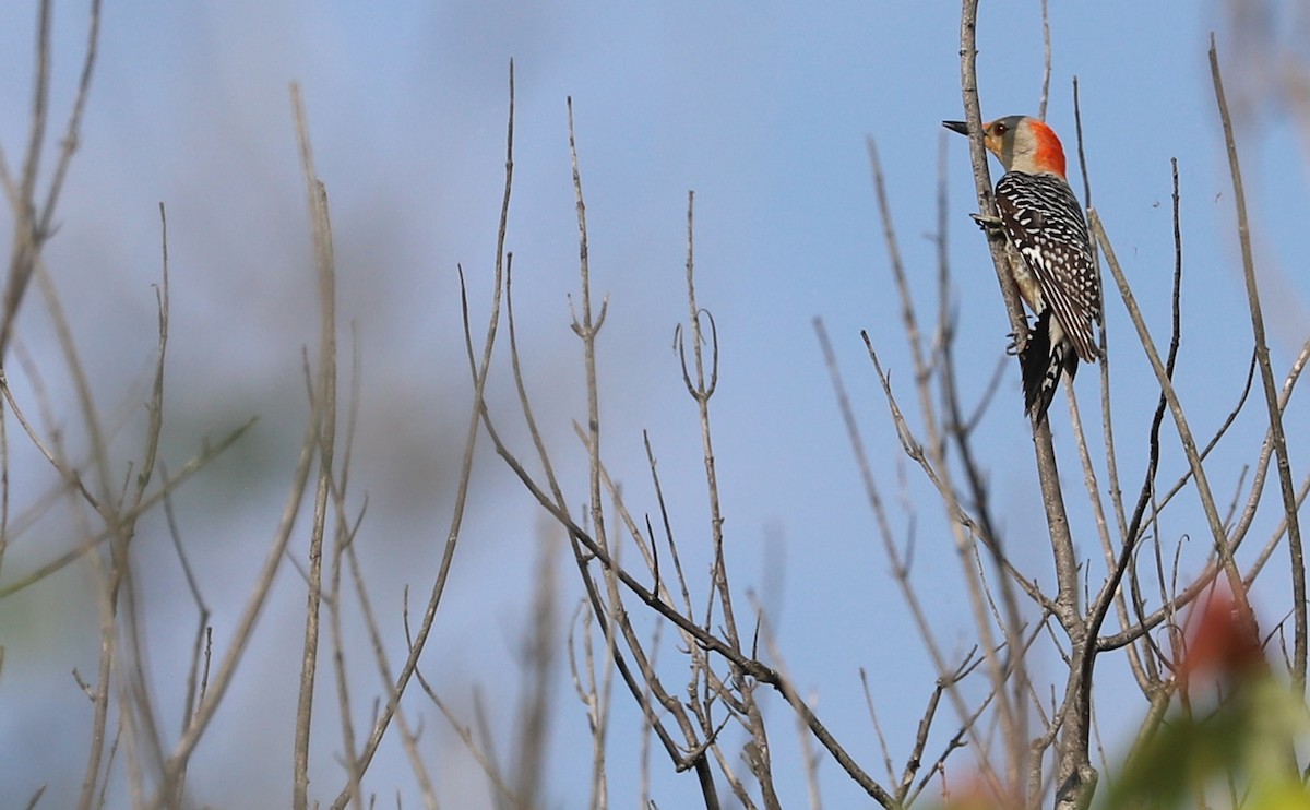 Red-bellied Woodpecker - ML620005349