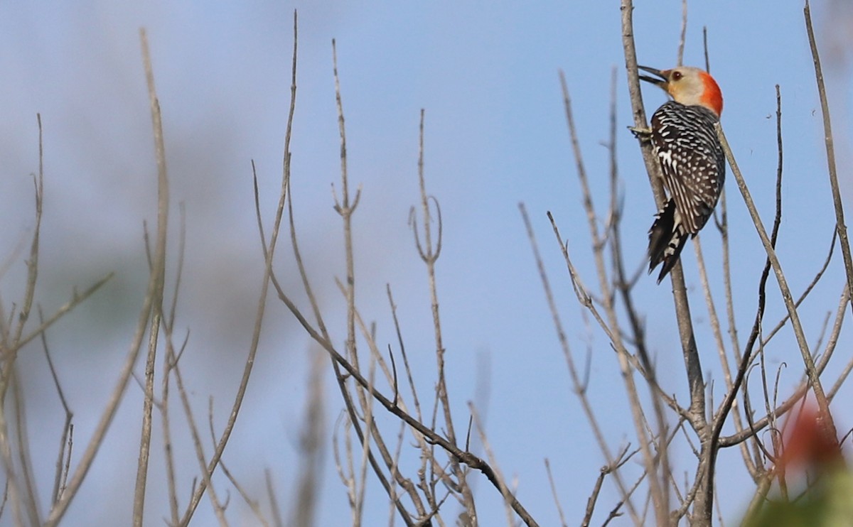 Red-bellied Woodpecker - ML620005353