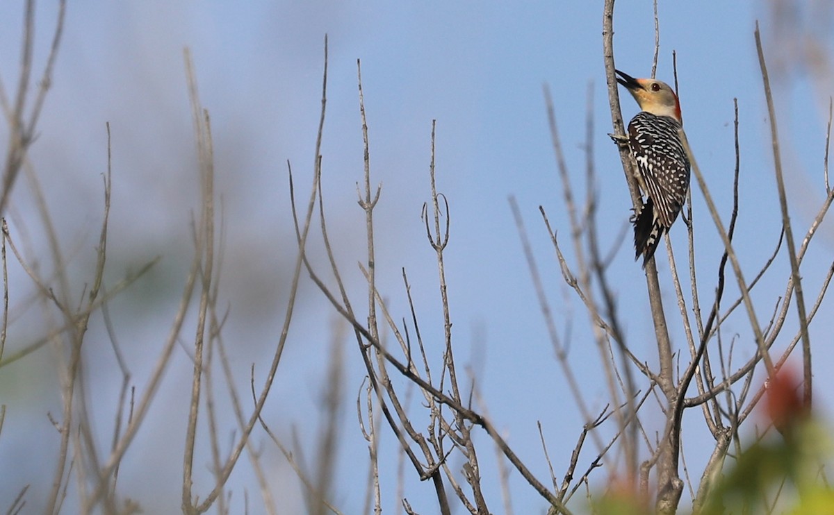 Red-bellied Woodpecker - ML620005356