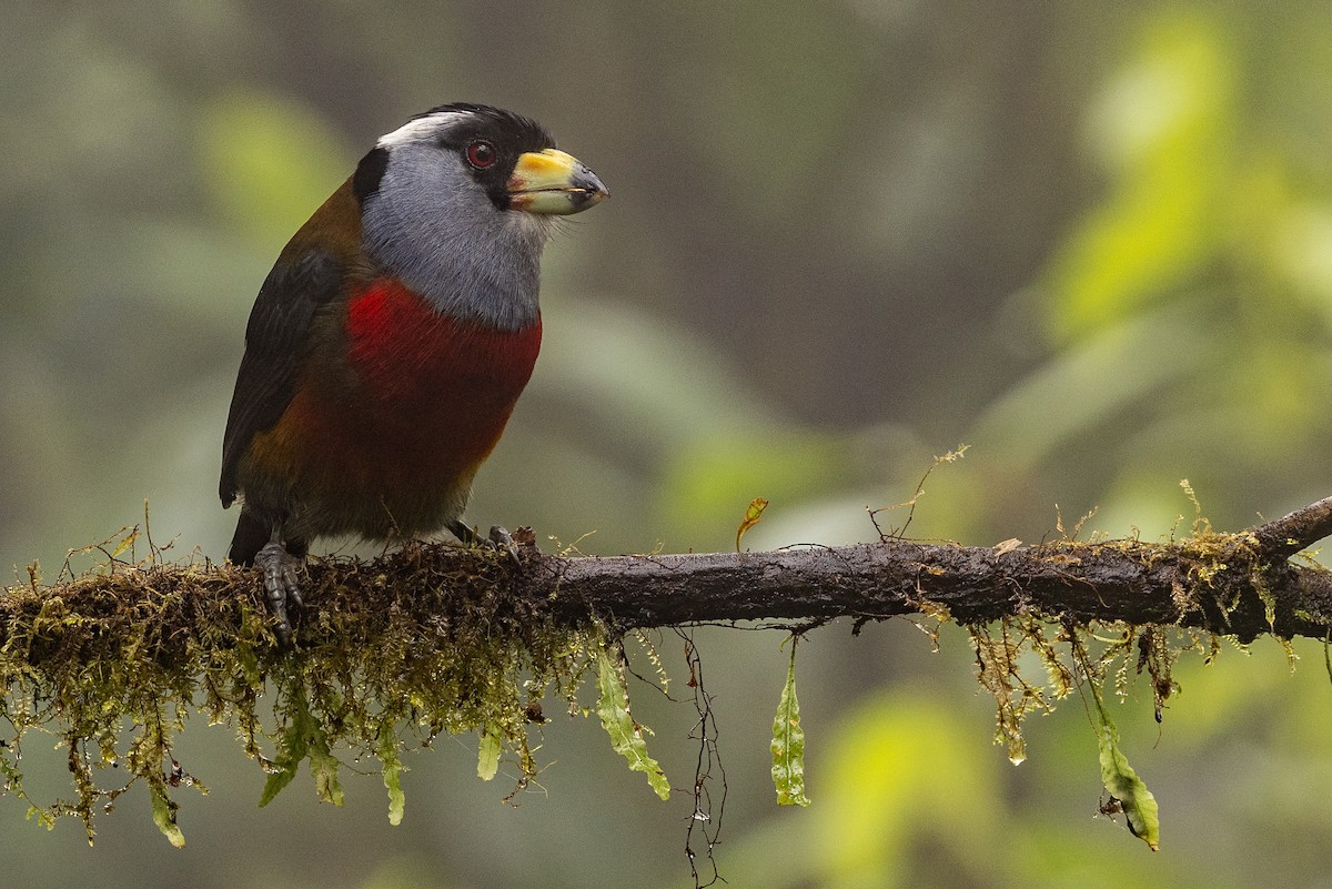 Toucan Barbet - ML620005363