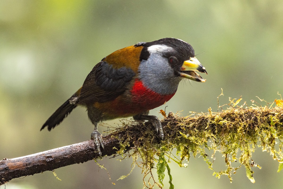 Toucan Barbet - ML620005366