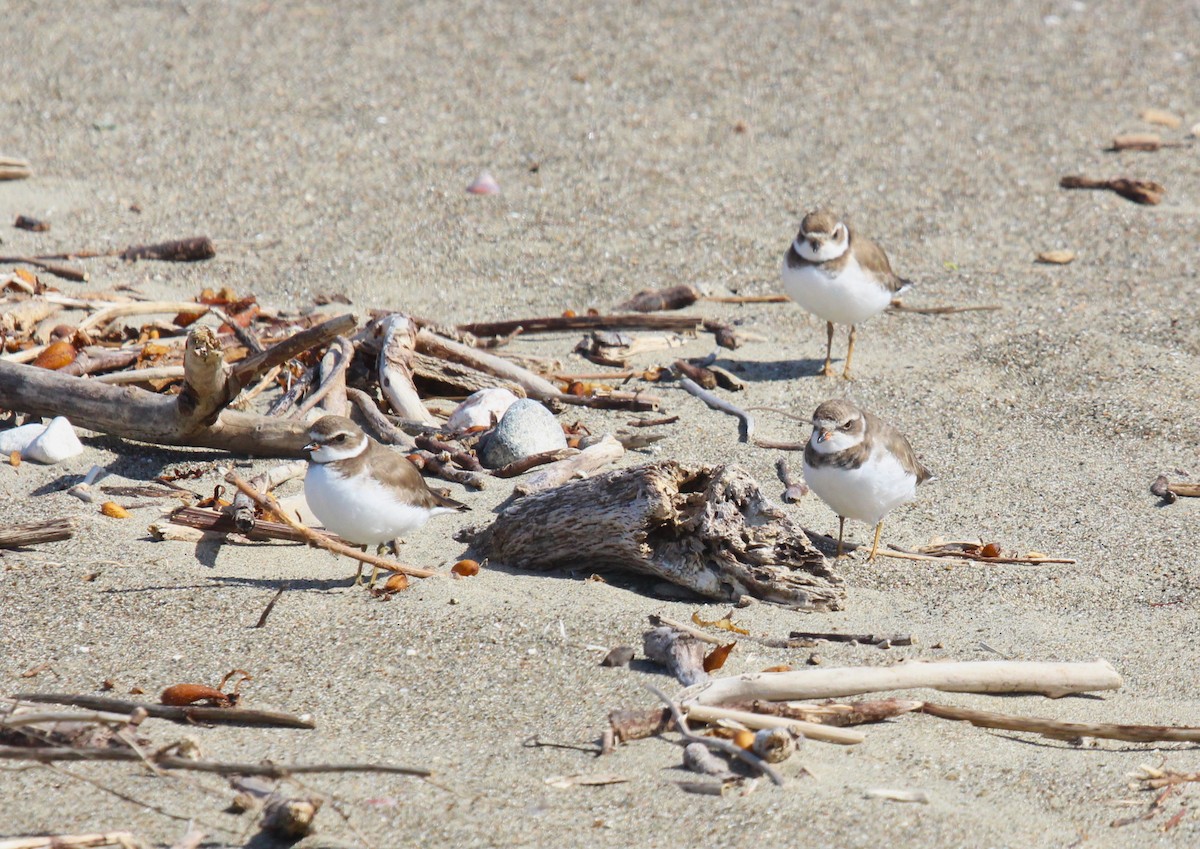 Semipalmated Plover - ML620005393