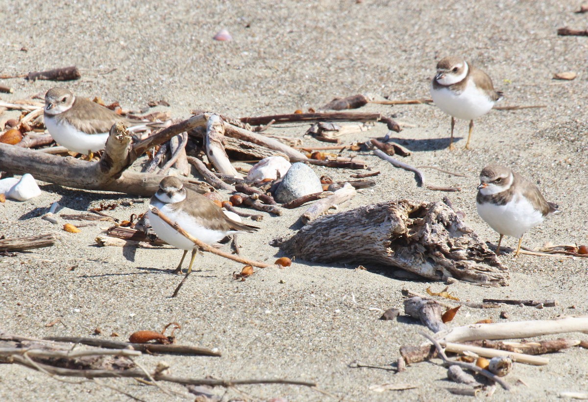 Semipalmated Plover - ML620005394