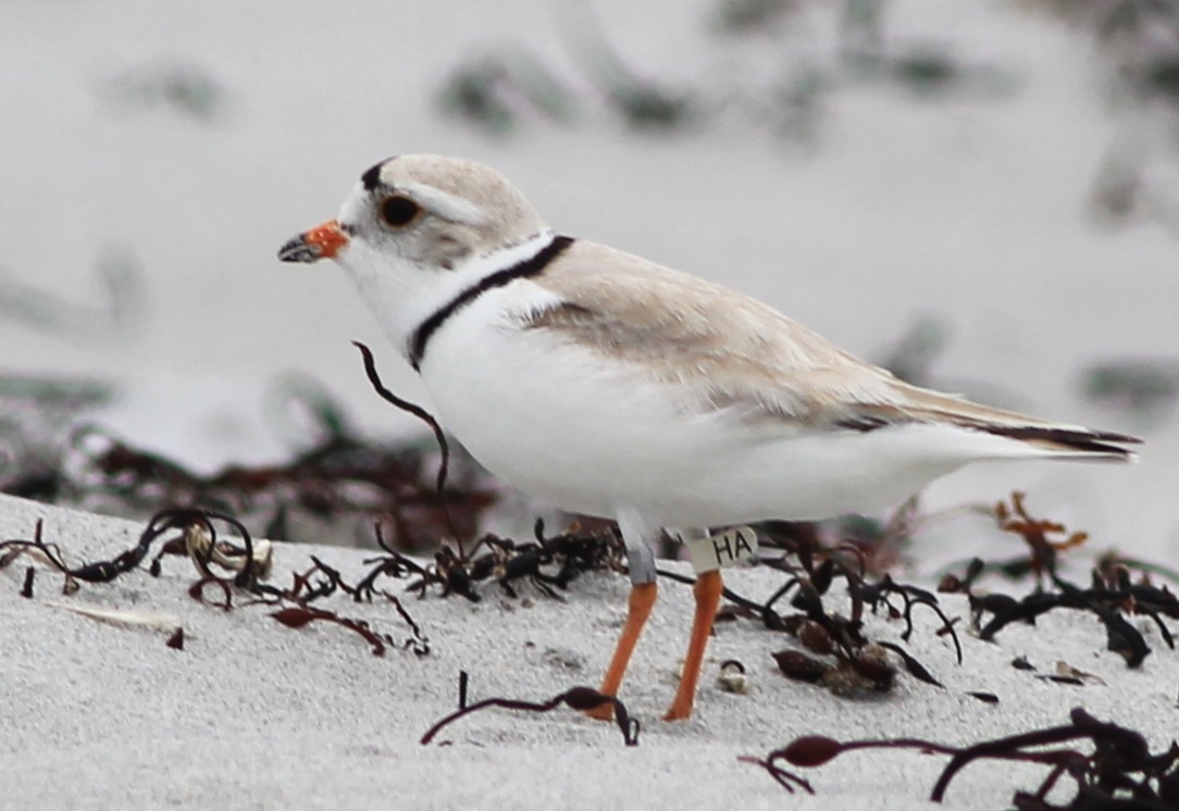 Piping Plover - ML620005427