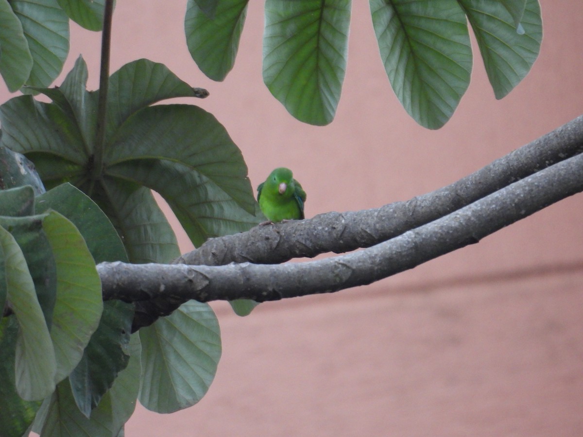 Spectacled Parrotlet - ML620005432