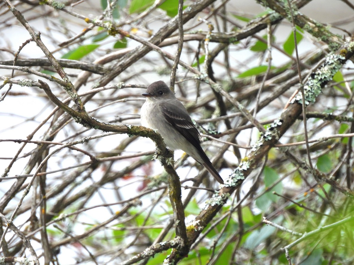 Western Wood-Pewee - ML620005435