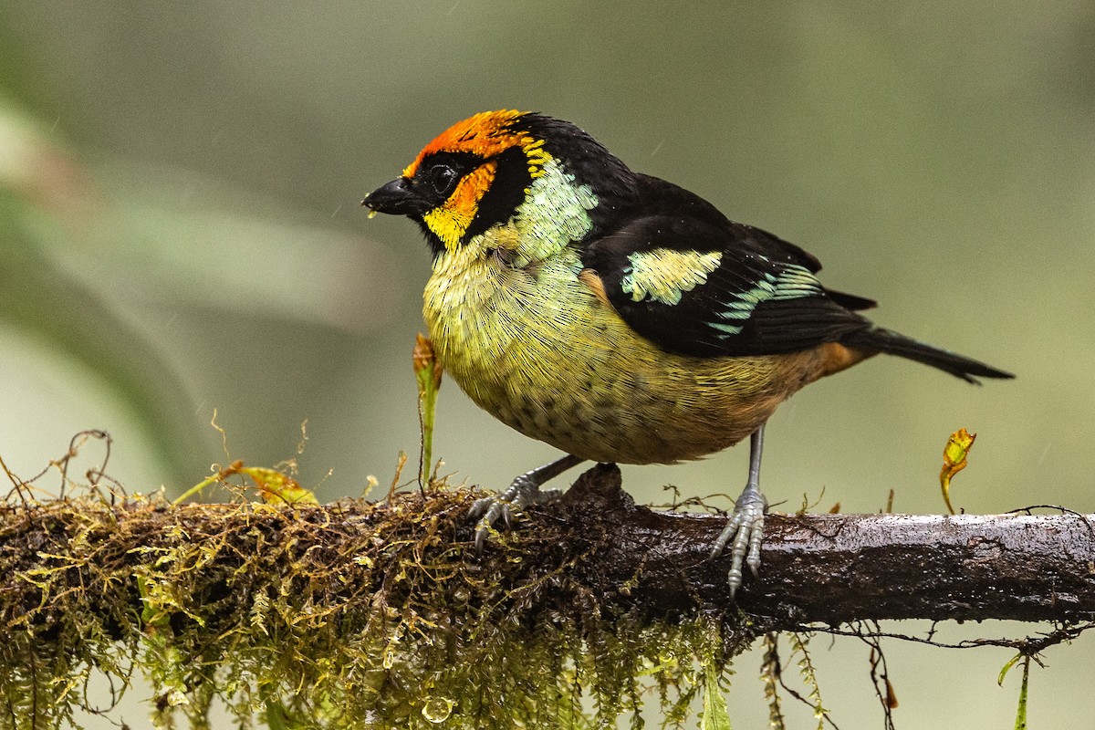 Flame-faced Tanager - ML620005439