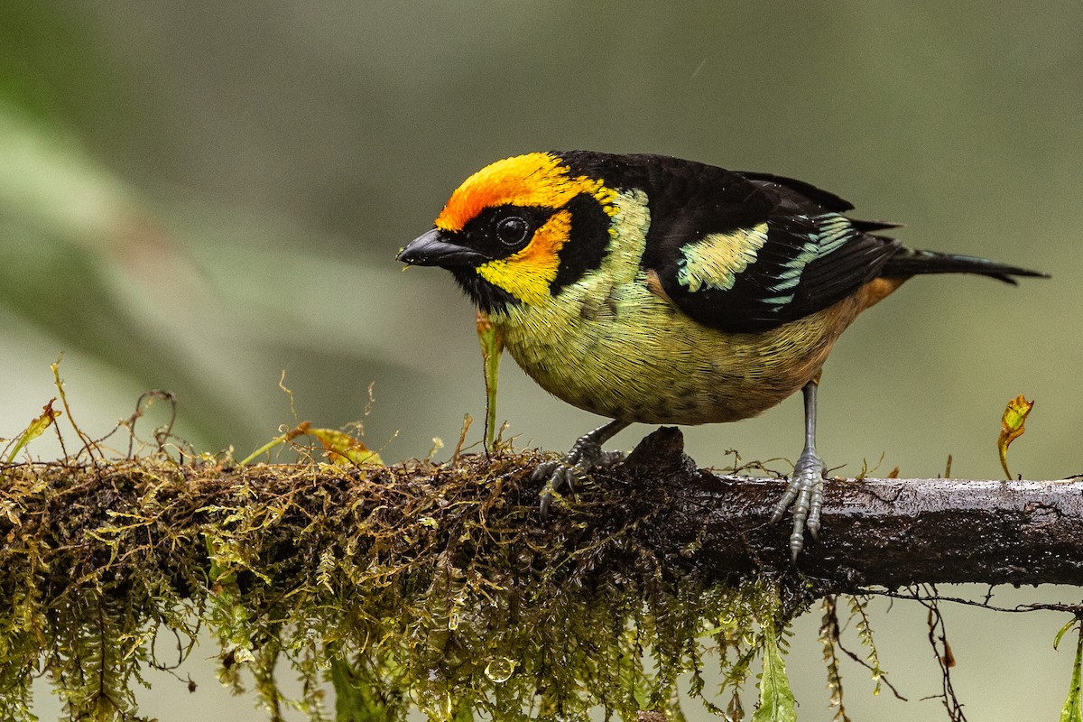 Flame-faced Tanager - ML620005440