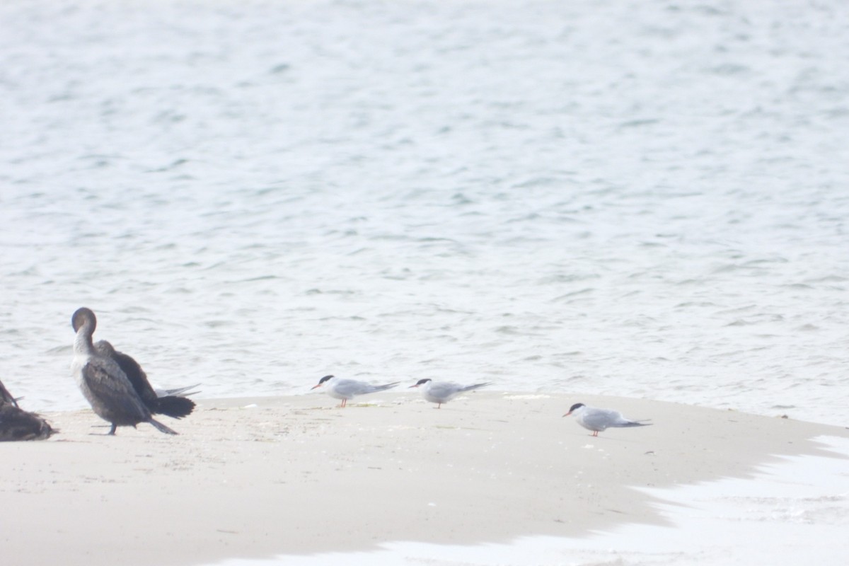 Common Tern - ML620005441