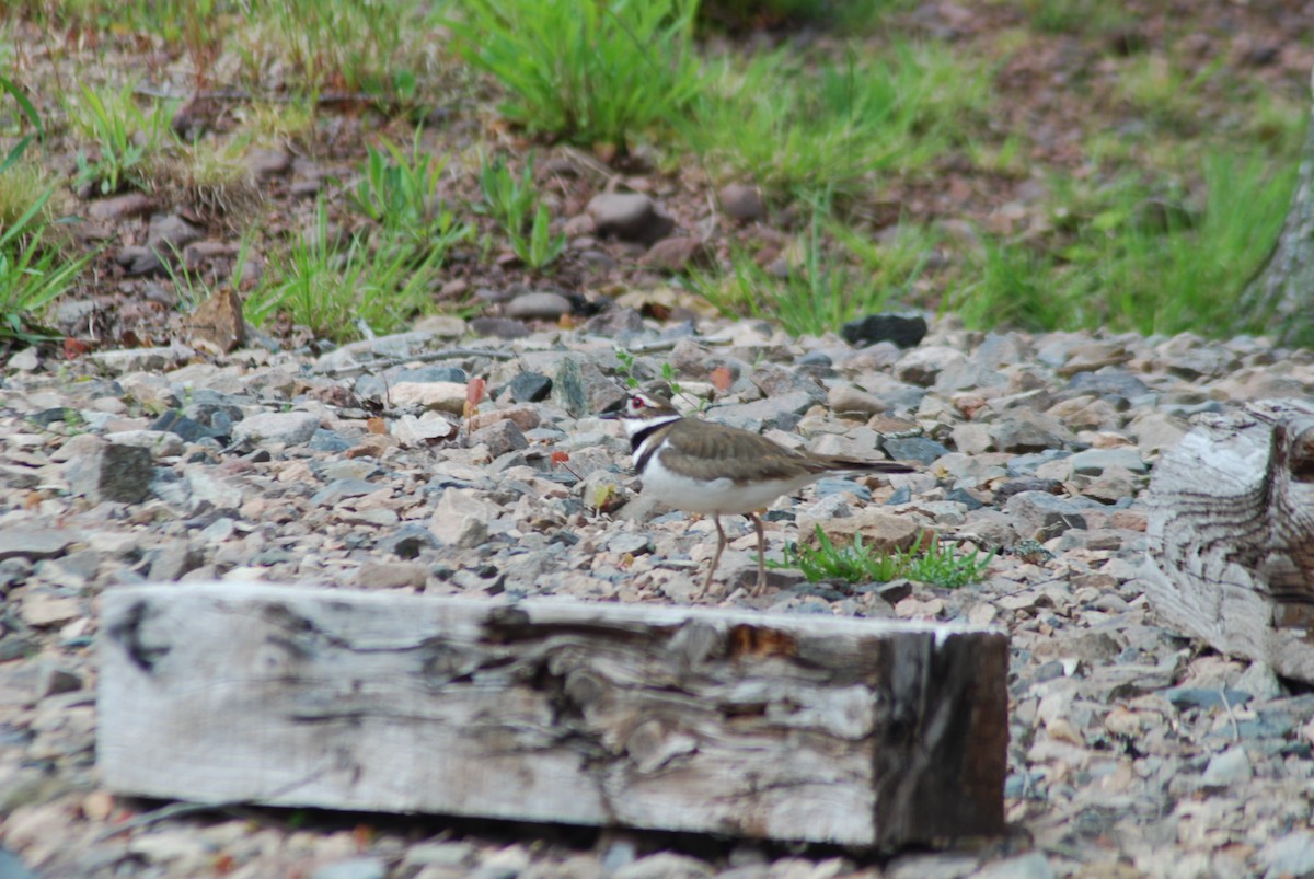 Killdeer - ML620005450